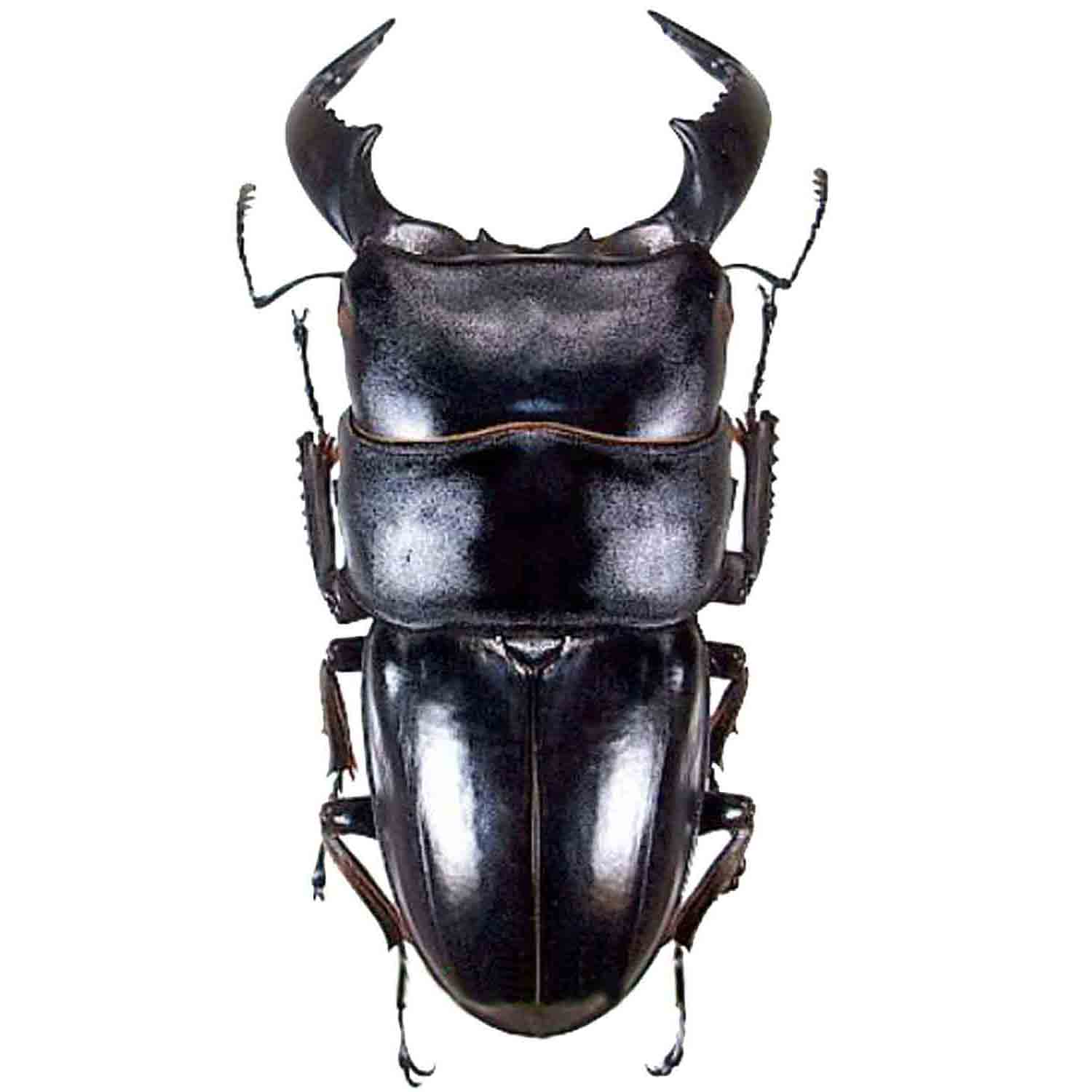 L'Arca di Noè - Dorcus bucephalus Cervo Volante Insetto Tropicale